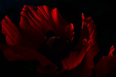 Close-up of red hibiscus blooming outdoors