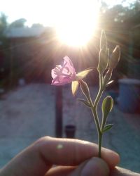 Close-up of flower blooming outdoors