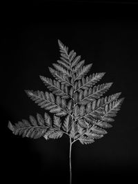 Close-up of plant against black background