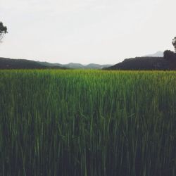 Scenic view of rural landscape