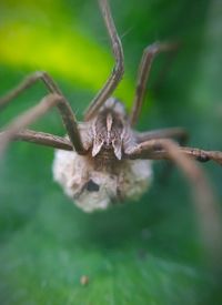 Close-up of spider