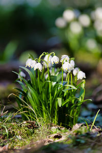 Close-up of white flowering plant