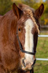 Close-up of a horse