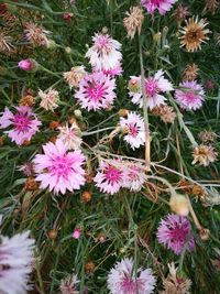 High angle view of flowers blooming outdoors