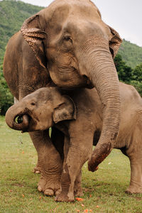 Elephant in a field