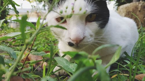 Close-up of cat on grass