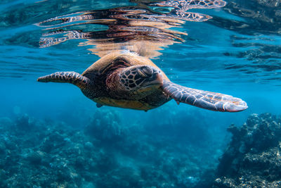 Turtle swimming in sea