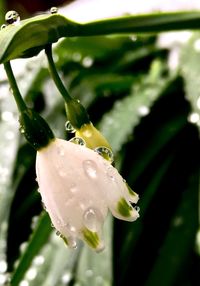 Close-up of raindrops on flower