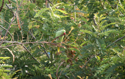 Bird perching on a tree
