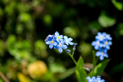 Close-up of purple flowering plant
