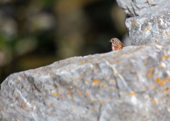 Close-up of lizard on rock