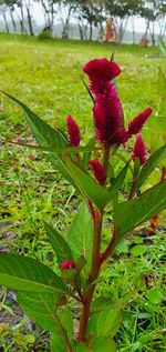 Close-up of red flowering plant on field