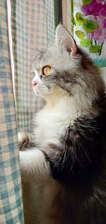 Looking for something, cat, cute pet