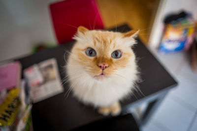 Portrait of kitten sitting on table at home