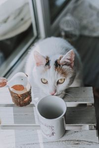 Close-up of cat / cat and coffee/ cat