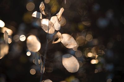 Close-up of illuminated lighting equipment hanging at night