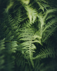 Close-up of fern leaves