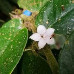 Close-up of flower