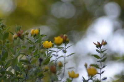 Close-up of red flowering plant