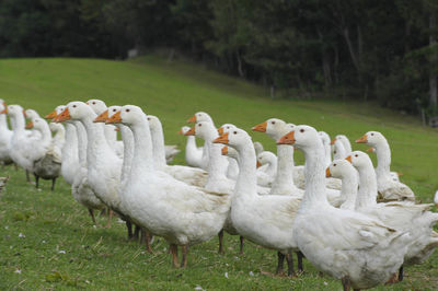 A gaggle of white geese walking on a green meadow