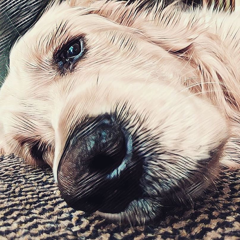 CLOSE-UP OF A DOG RESTING