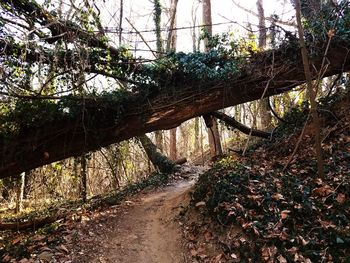 Trees in forest