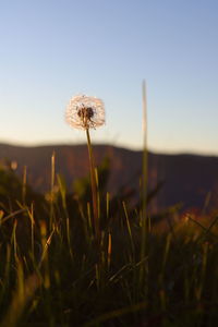 Close-up of dandelion on field against sky