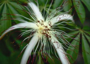 Close-up of flowering plant