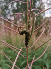 Close-up of insect on plant