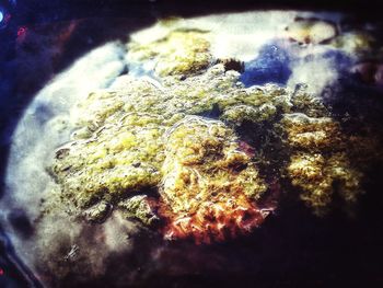 Close-up of coral in sea