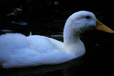 Close-up of swan swimming in lake