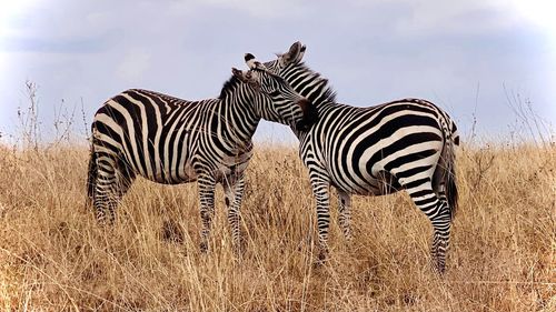 zebra