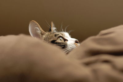 Portrait of brown tabby cat