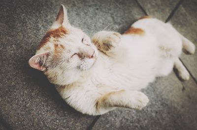 High angle view of dog sleeping