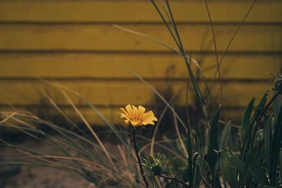 Close-up of yellow flowering plant on field