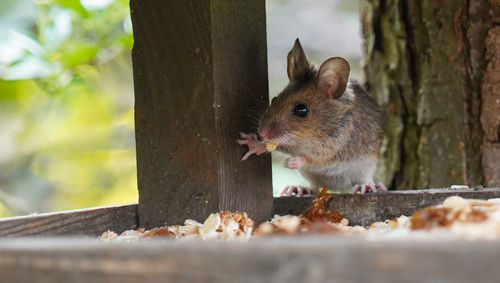 Close-up of squirrel on tree trunk