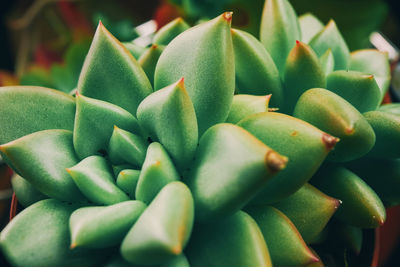 Close-up of succulent plant