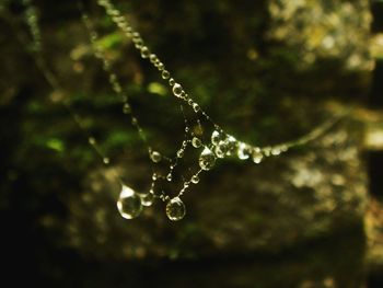 Close-up of water drops on spider web