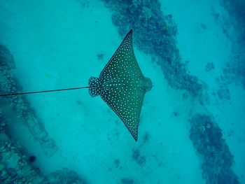 Fish swimming in sea