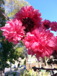 Close-up of pink flowers blooming outdoors