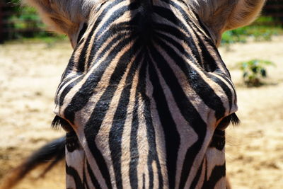 Close-up of zebra standing outdoors