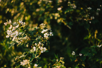 Close-up of flowering plants on field