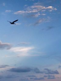 Low angle view of bird flying in sky