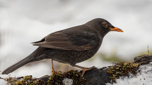 Close-up of bird perching