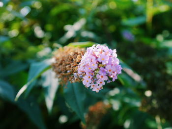 Close-up of pink flowers