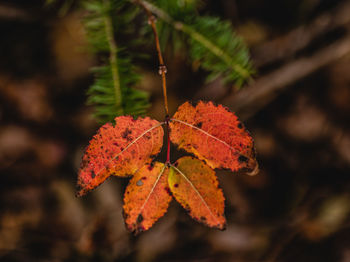 Close-up of maple tree during autumn