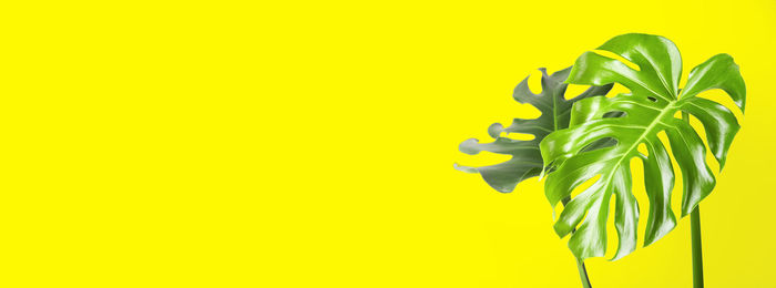 Close-up of plant against yellow background