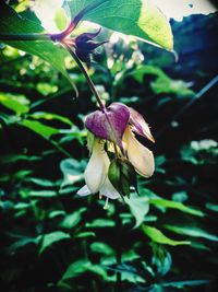 Close-up of fresh purple flower blooming in water