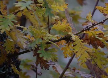 Close-up of plants during autumn