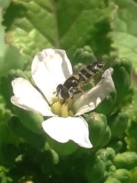 Close-up of white flower